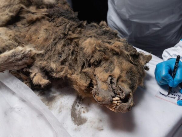 A frozen wolf discovered in Siberia turned out to be 44,000 years old. It's so well-preserved that scientists are checking its gut for ancient viruses.