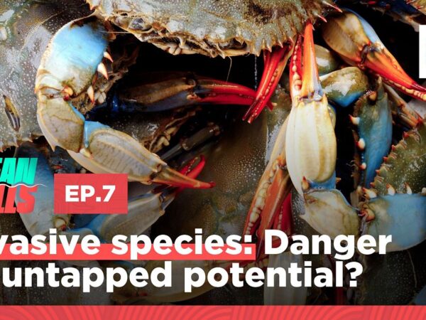 Beat them or eat them: What should we do about invasive species in the ocean?