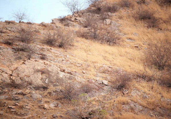 Can You Spot the Camouflaged Leopard Blending Perfectly Into This Rocky Hillside Scene?