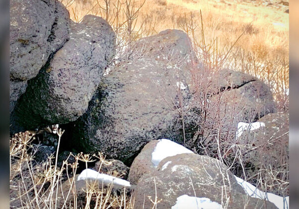 Can You Spot the Mountain Lion ‘Hidden in Plain Sight’ in This Photo of a Few Boulders?