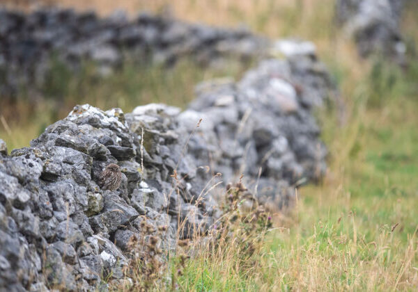 Can You Spot the Owl Perfectly Camouflaged in Its Natural Environment?