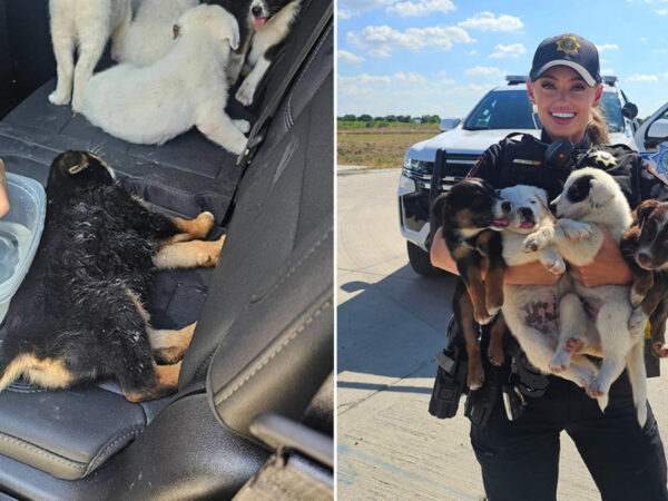 Eight puppies abandoned in sweltering Texas heat rescued by deputies