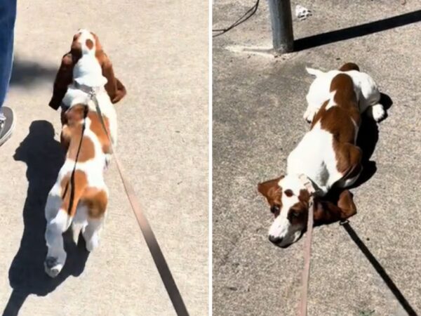 Basset hound walking in city