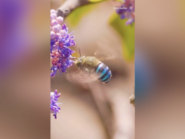 Meet the beautiful blue-banded bee that loves lavender and blue objects