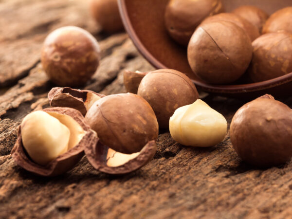 macadamia nut stock image