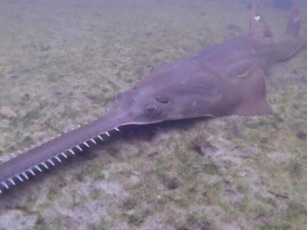 Scientists race to find answers about deaths and illnesses affecting Florida fish