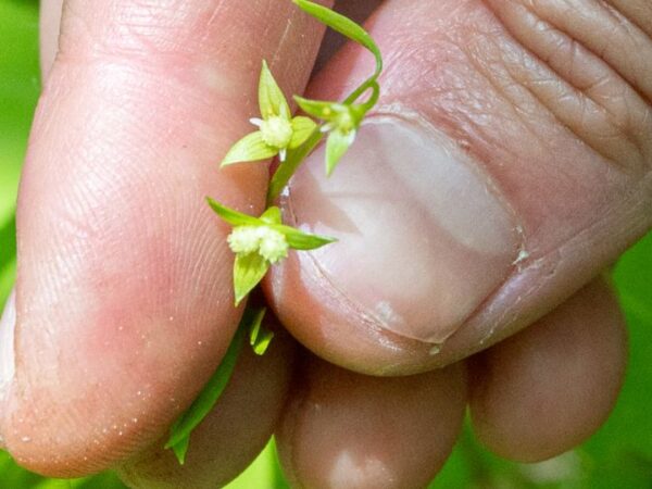 They thought this rare, tiny flower was extinct since WWI. Now it’s a symbol of hope