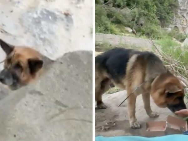 Abandoned German shepherd found in Malibu with mouth zip-tied shut