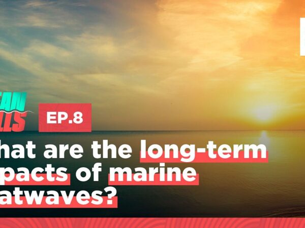 Are marine heatwaves killing our oceans?