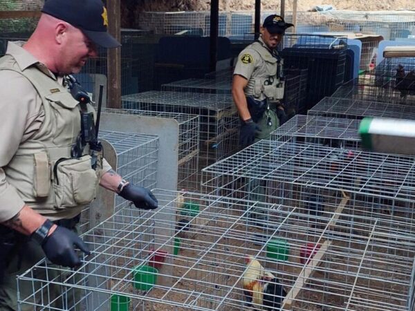 At California cockfighting pit, authorities find 200 mutilated roosters