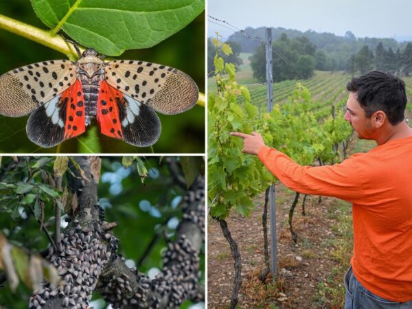 California winegrowers on edge over pest that could 'devastate' lucrative industry