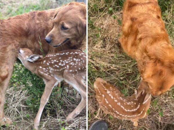 Dog fawn