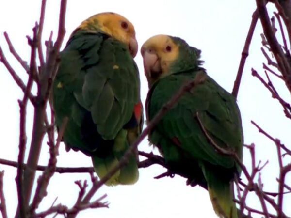 Endangered parrots trade the tropics for Los Angeles' asphalt jungles