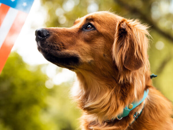 Fireworks can scare dogs. Vets explain why and how to calm your pet's anxiety.