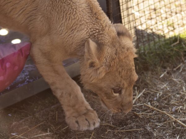 Freya the rescued lion cub is safe in South Africa, but many other lions there are bred to be shot