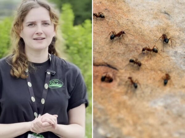 How to get rid of ants: £2 hack that stops them entering your home & makes your garden smell lovely