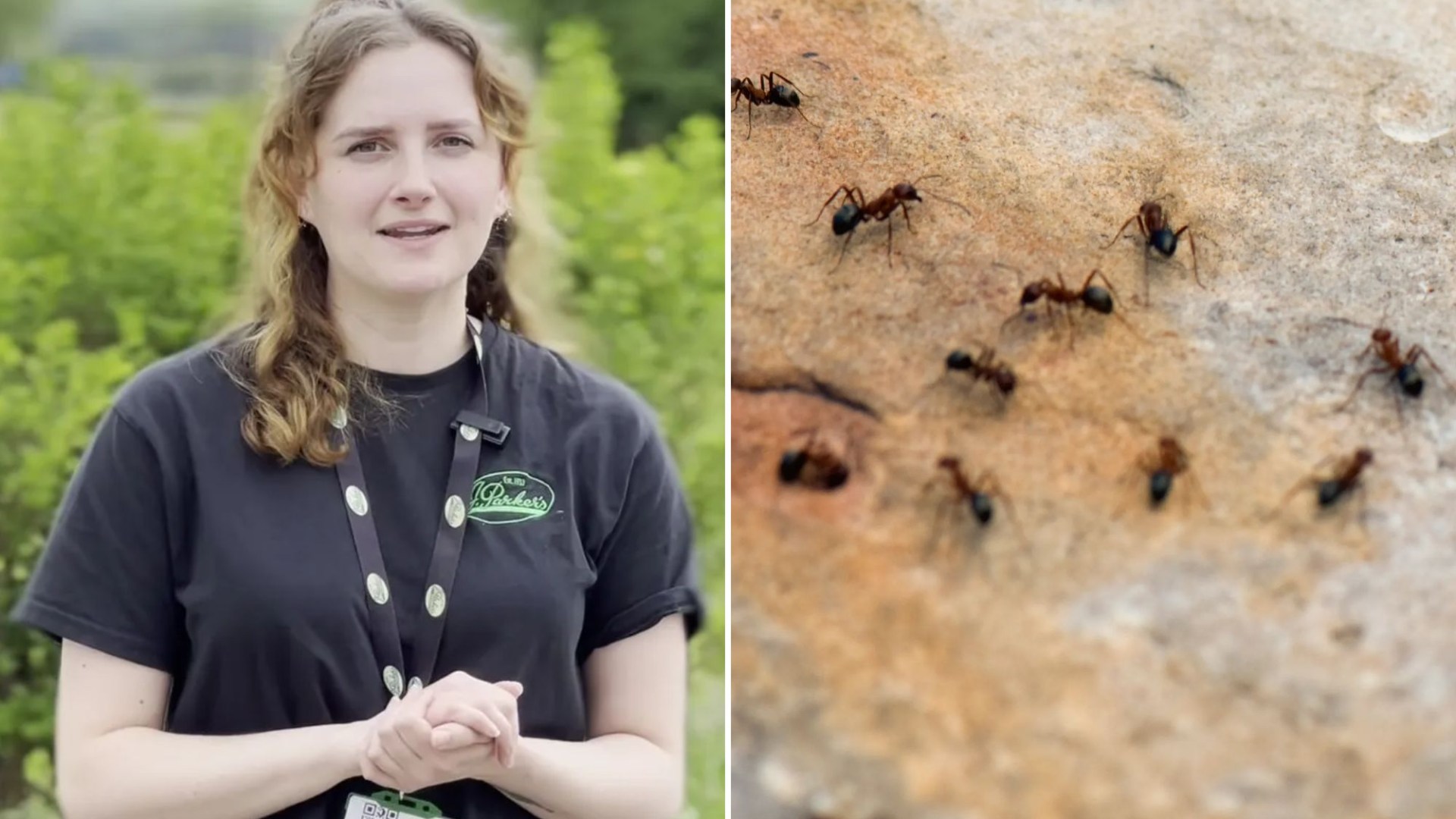 How to get rid of ants: £2 hack that stops them entering your home & makes your garden smell lovely