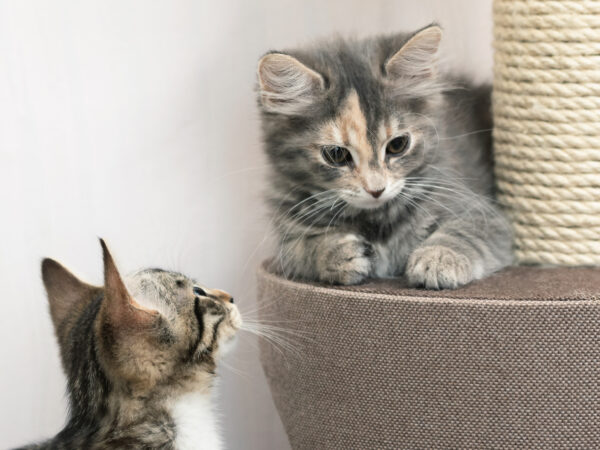 old cat adopts kitten