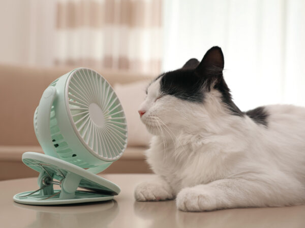 Cat laying next to a fan.