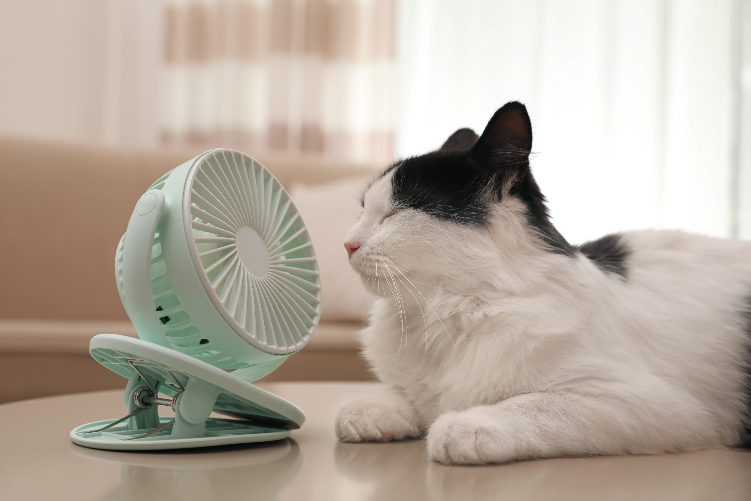 Cat laying next to a fan.