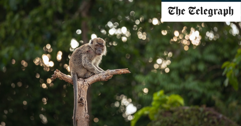 Malaysia was on the brink of eliminating malaria – then a new parasite swung out of the jungle