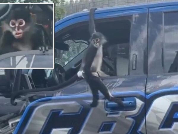 Monkey business! Meet Ticky, NYC's viral-sensation tow-trucking primate