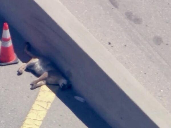 Mountain lion killed on the 405 Freeway on Fourth of July