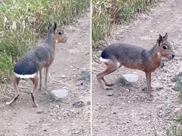 Patagonian mara, a rodent native to South America, spotted roaming around Colorado wilderness