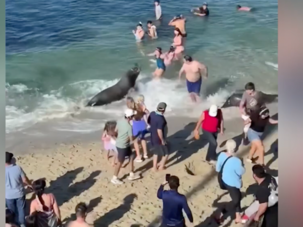 Sea lion with pups nearby charges toward people on San Diego beach