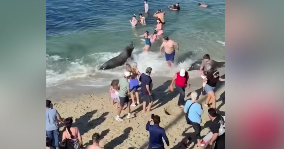 Sea lion with pups nearby charges toward people on San Diego beach