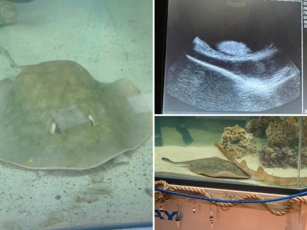 Stingray that became pregnant without a male companion dies