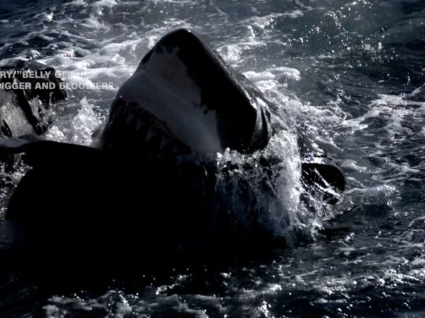 Stunning video shows scientists release 200 gallons of synthetic blood into ocean to lure a great white shark