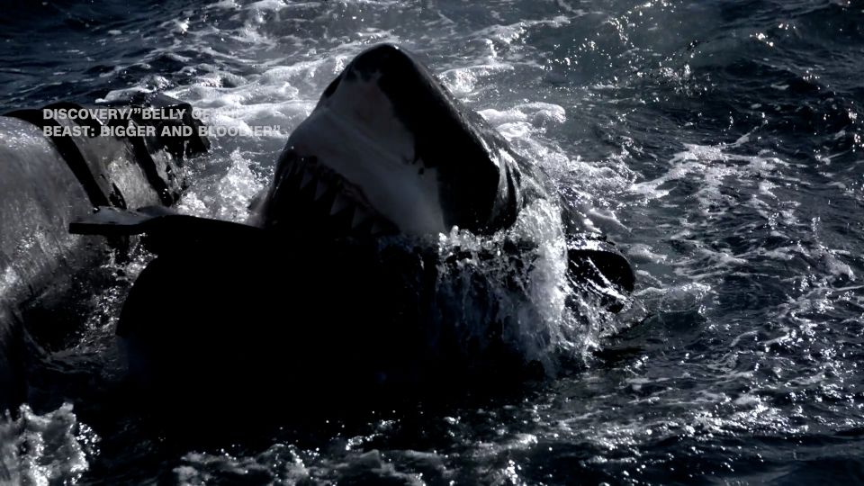 Stunning video shows scientists release 200 gallons of synthetic blood into ocean to lure a great white shark