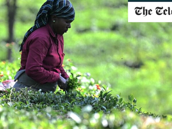 Tea crisis brews as prices surge